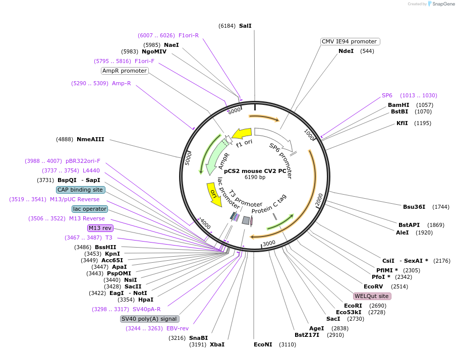 25776-plasmid-map-sequence-id-392393