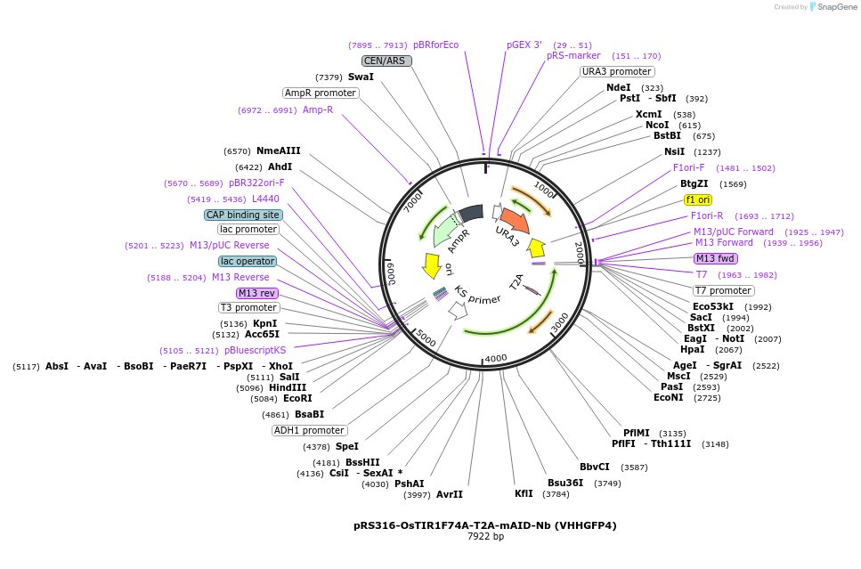 198417-plasmid-map-sequence-id-392395