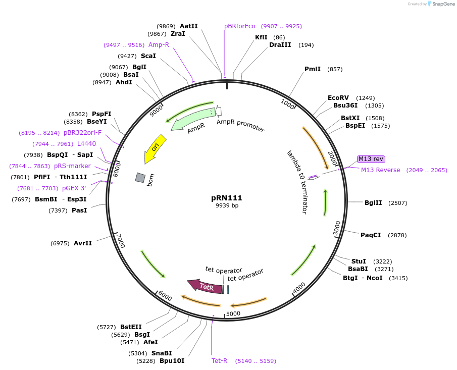 84463-plasmid-map-sequence-id-392397