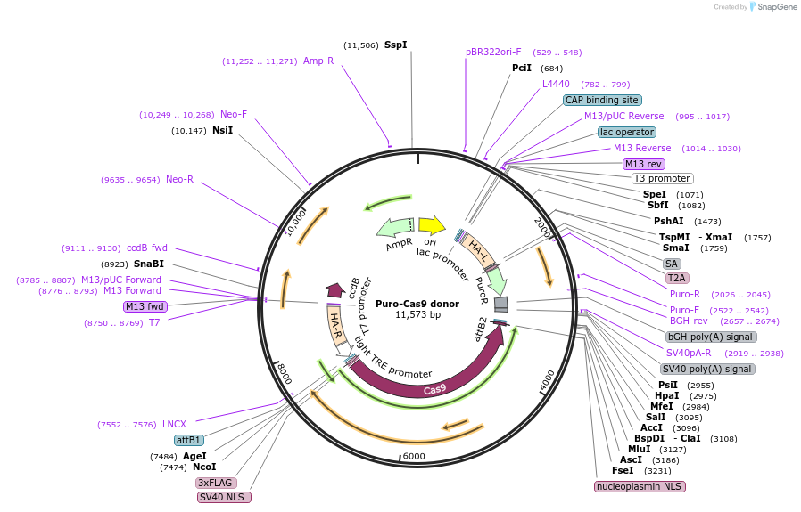 58409-plasmid-map-sequence-id-392399