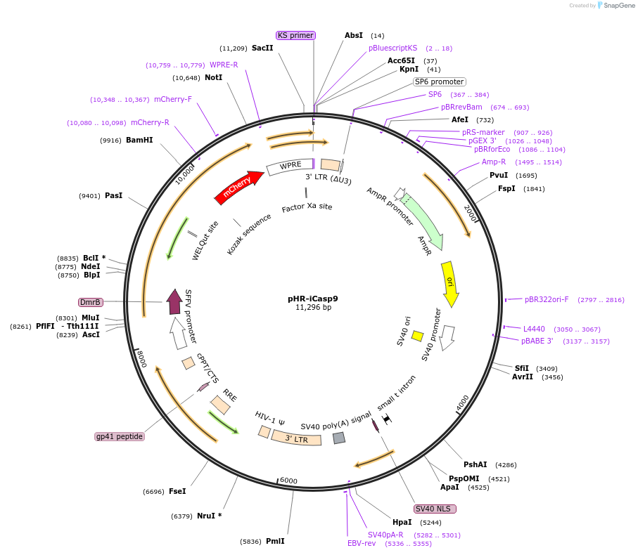 199441-plasmid-map-sequence-id-392401