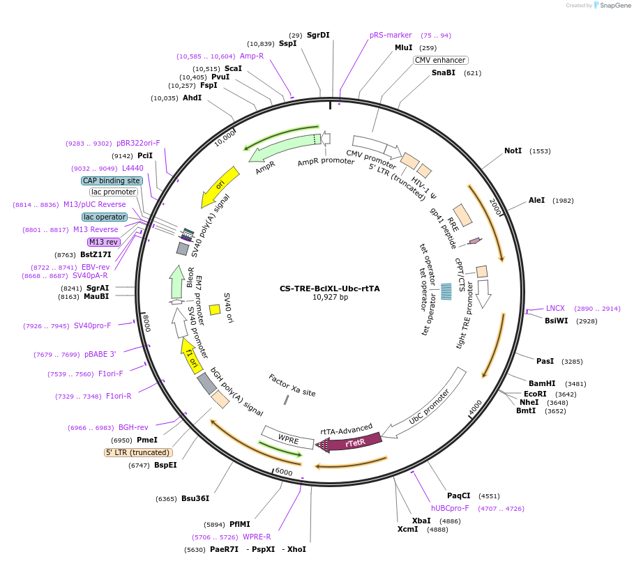 198189-plasmid-map-sequence-id-392525