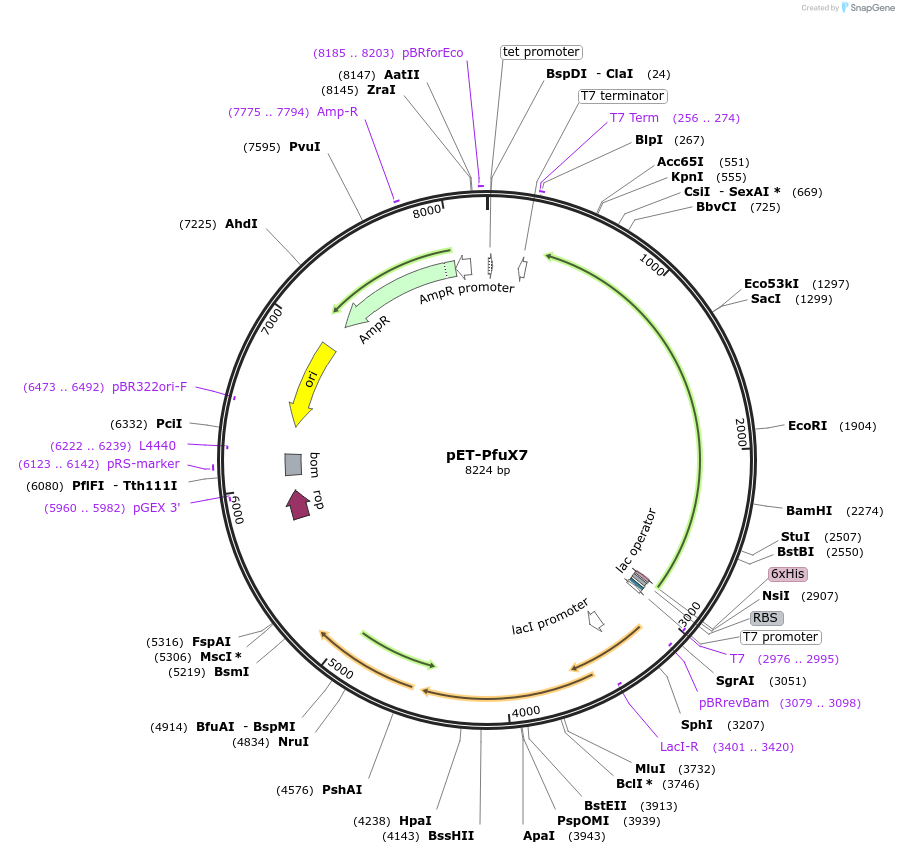 182364-plasmid-map-sequence-id-392530