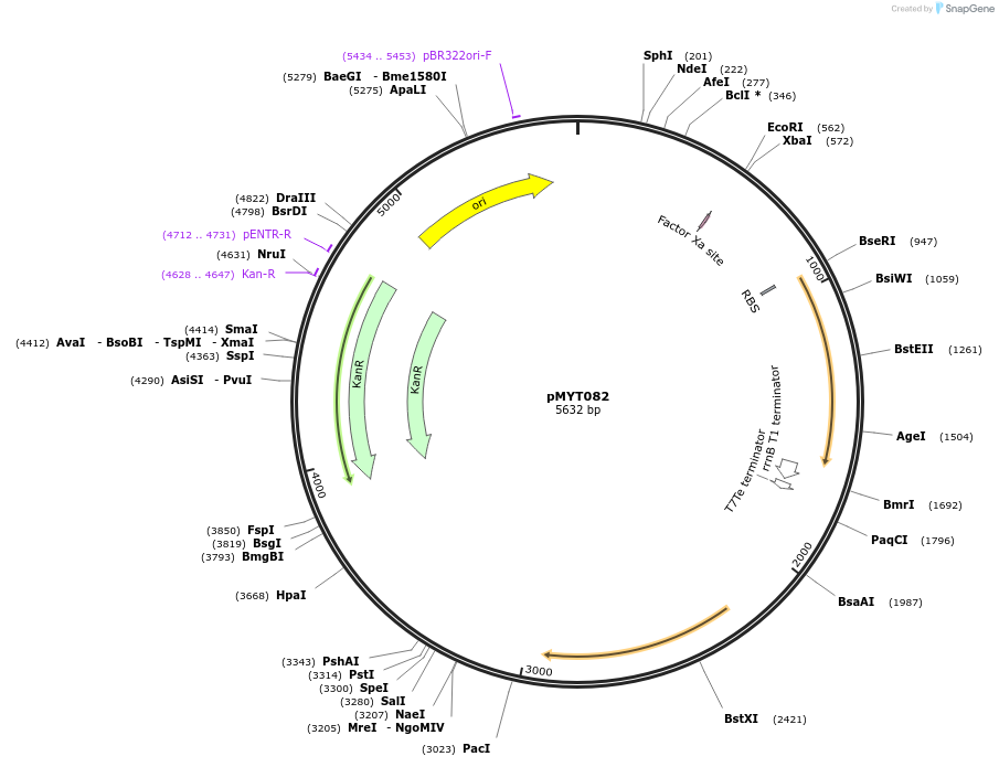 198864-plasmid-map-sequence-id-392533