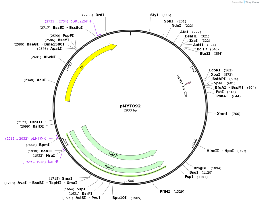 198865-plasmid-map-sequence-id-392534