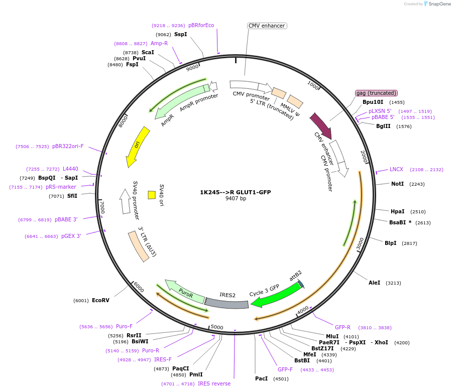 200095-plasmid-map-sequence-id-392541