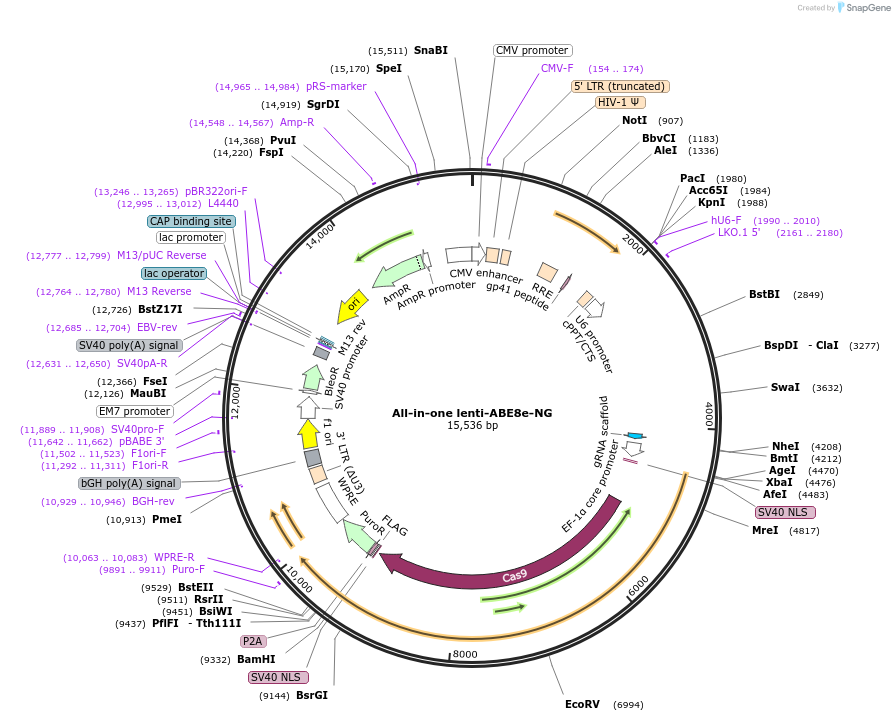 200447-plasmid-map-sequence-id-392559
