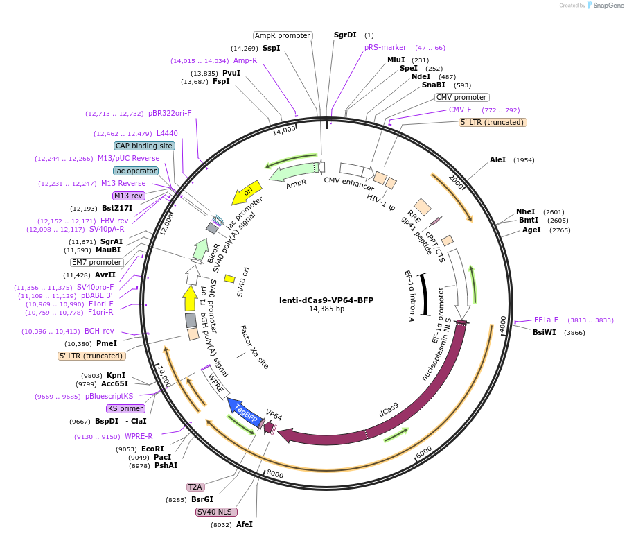 196711-plasmid-map-sequence-id-392561