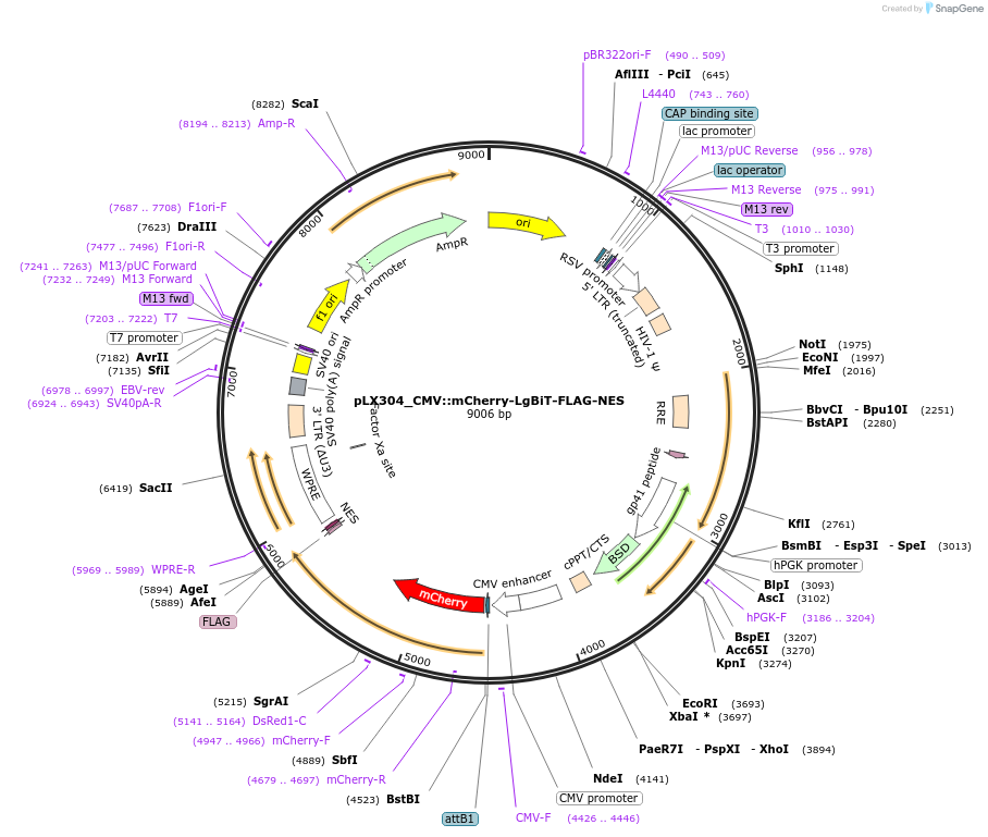 199715-plasmid-map-sequence-id-392563