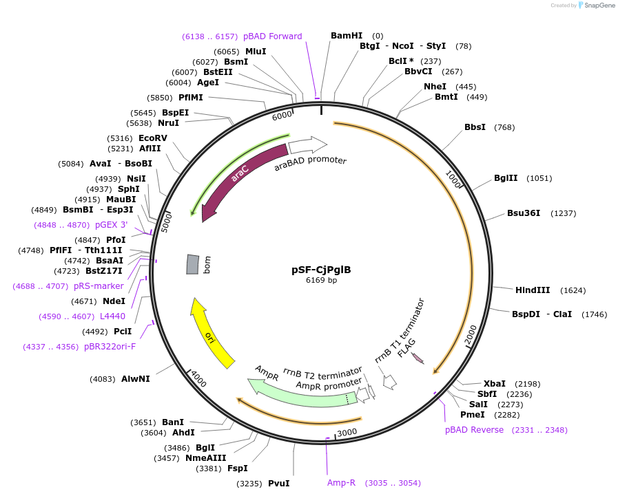 199305-plasmid-map-sequence-id-392565