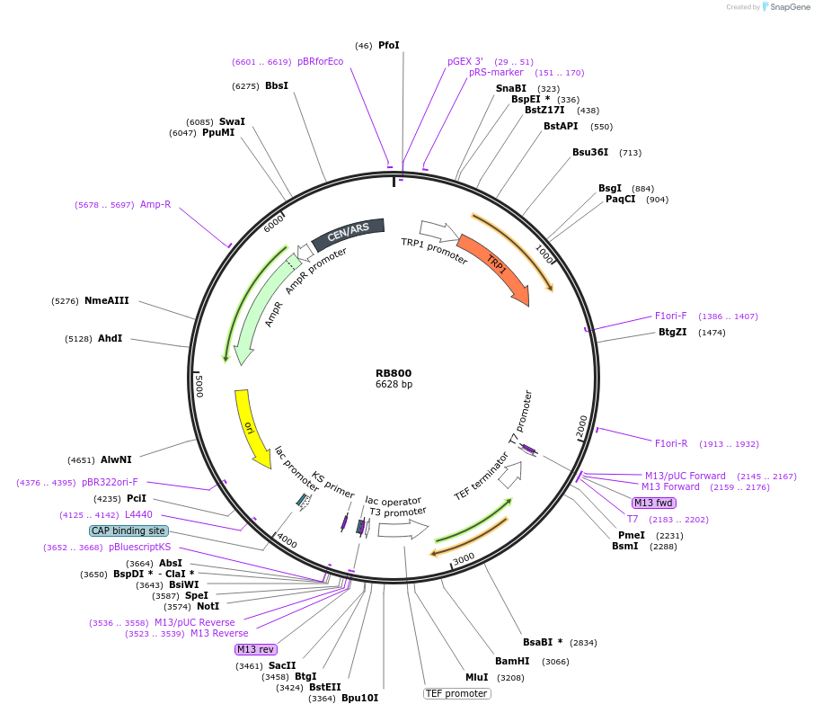 199128-plasmid-map-sequence-id-392571