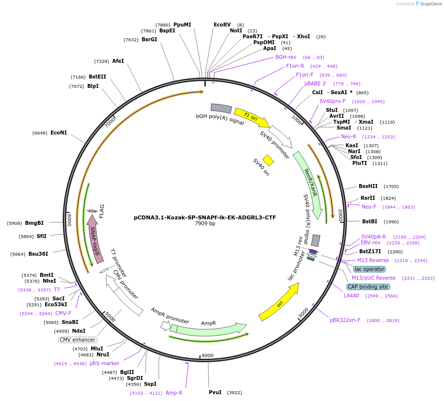 201217-plasmid-map-sequence-id-392575