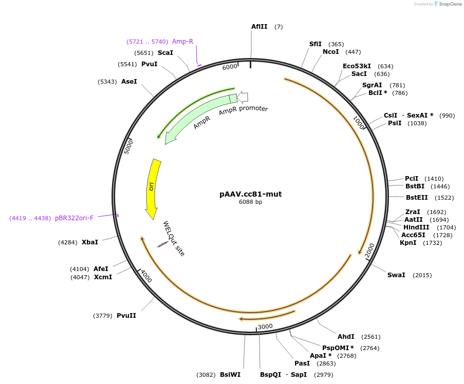 199745-plasmid-map-sequence-id-392582