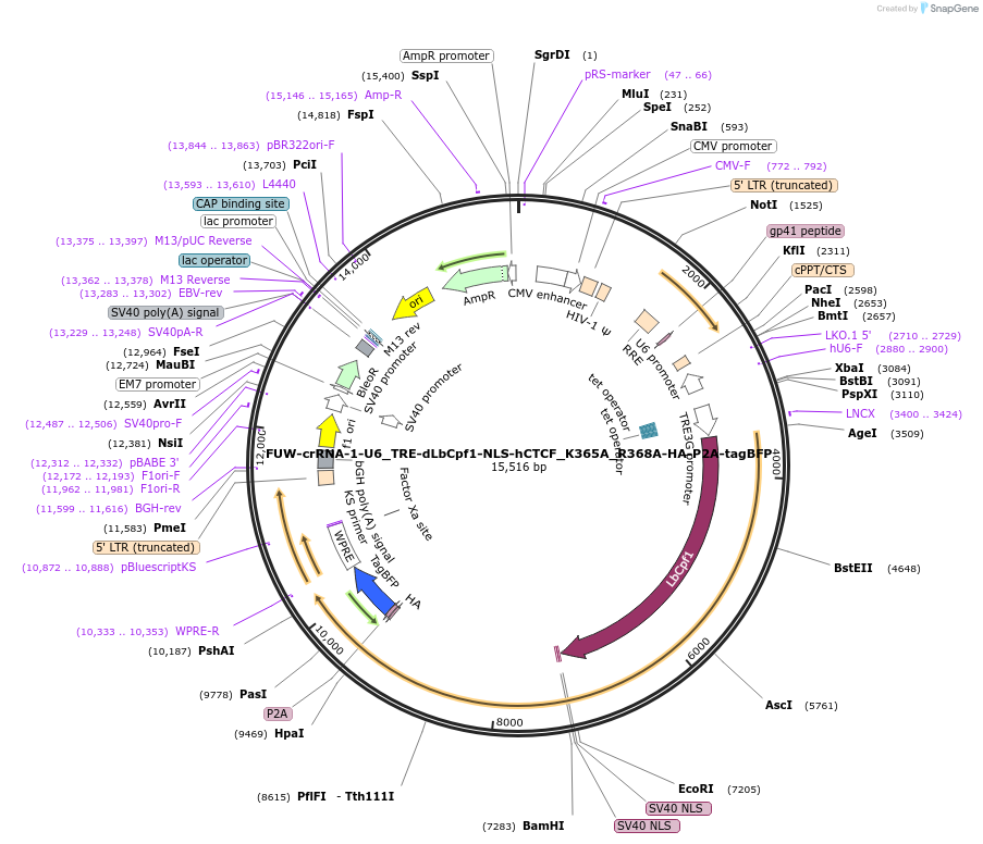 194890-plasmid-map-sequence-id-392583