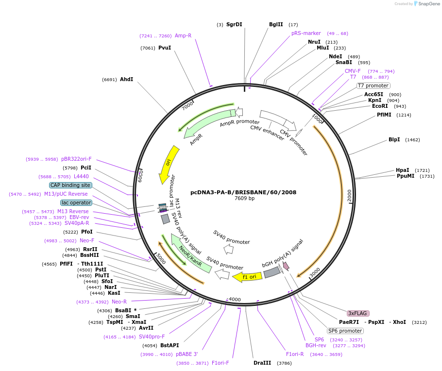 187920-plasmid-map-sequence-id-392592