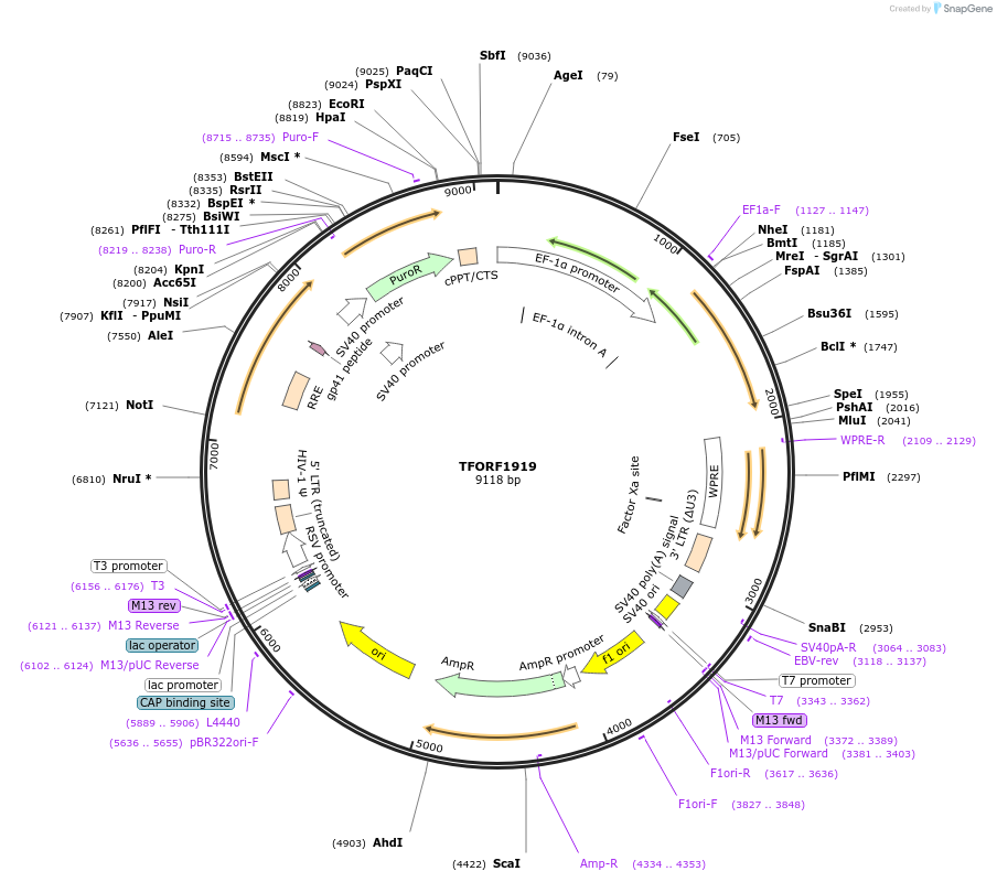 141887-plasmid-map-sequence-id-392593