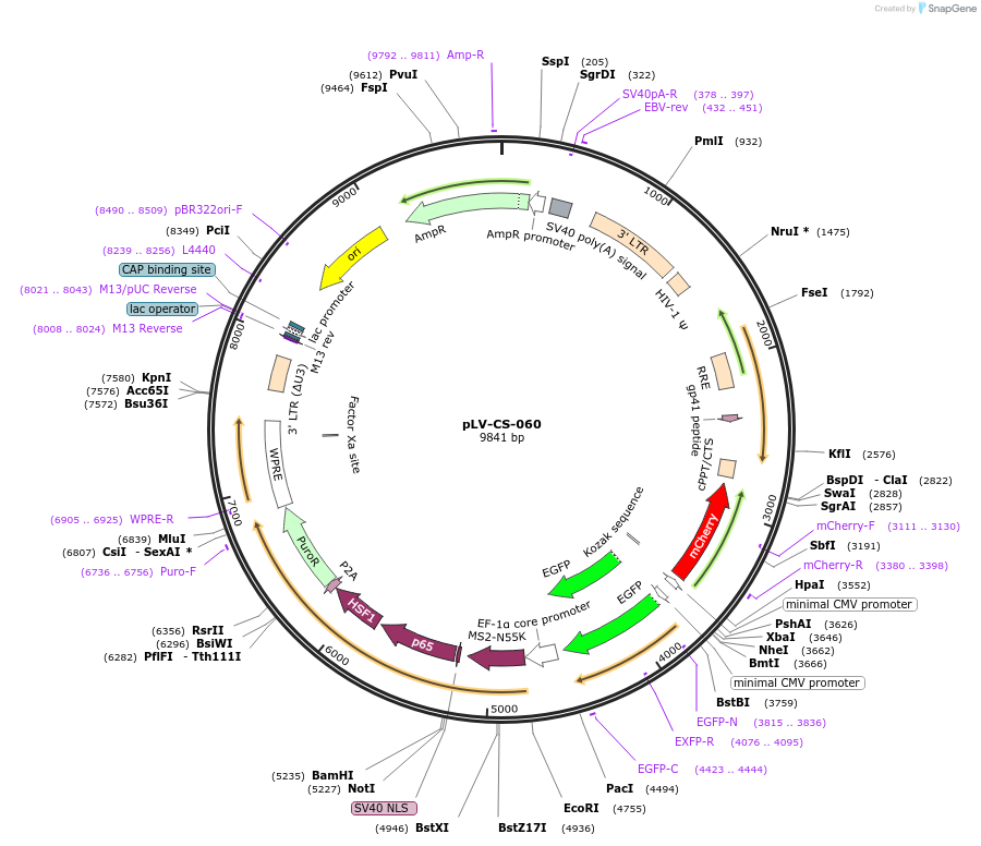 197133-plasmid-map-sequence-id-392596