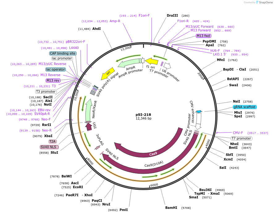 197139-plasmid-map-sequence-id-392598