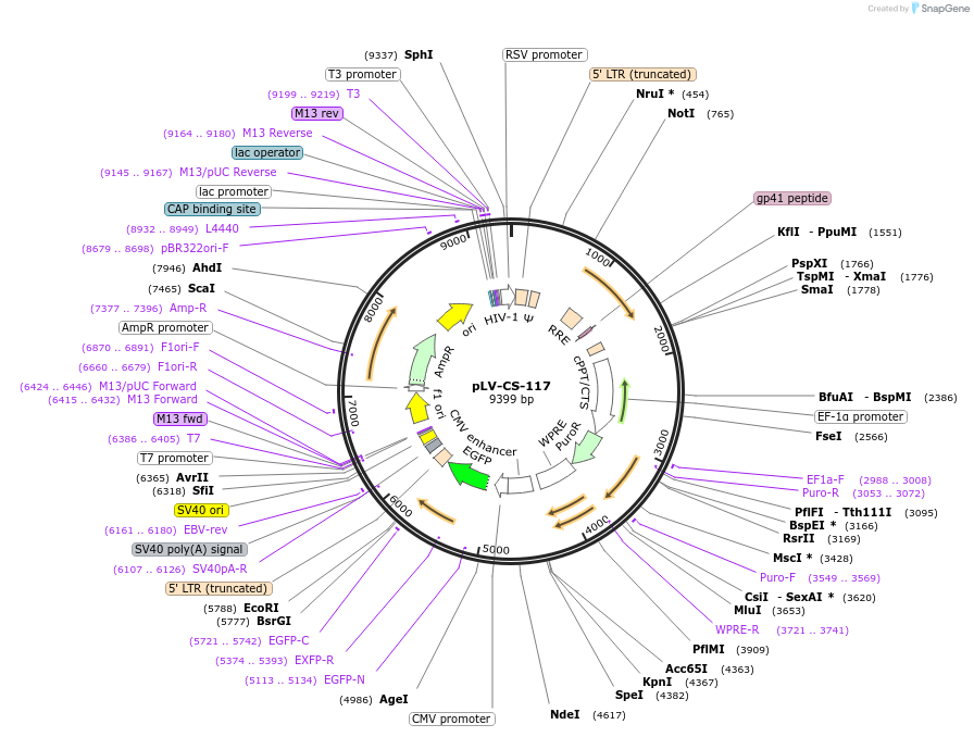 197134-plasmid-map-sequence-id-392599