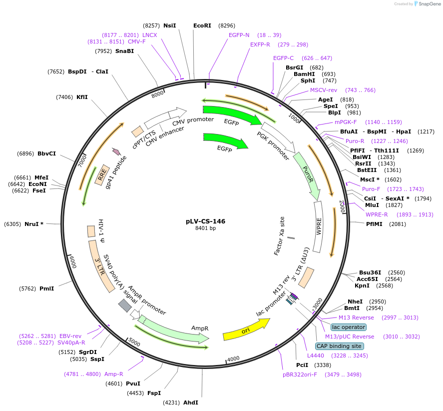 197136-plasmid-map-sequence-id-392603