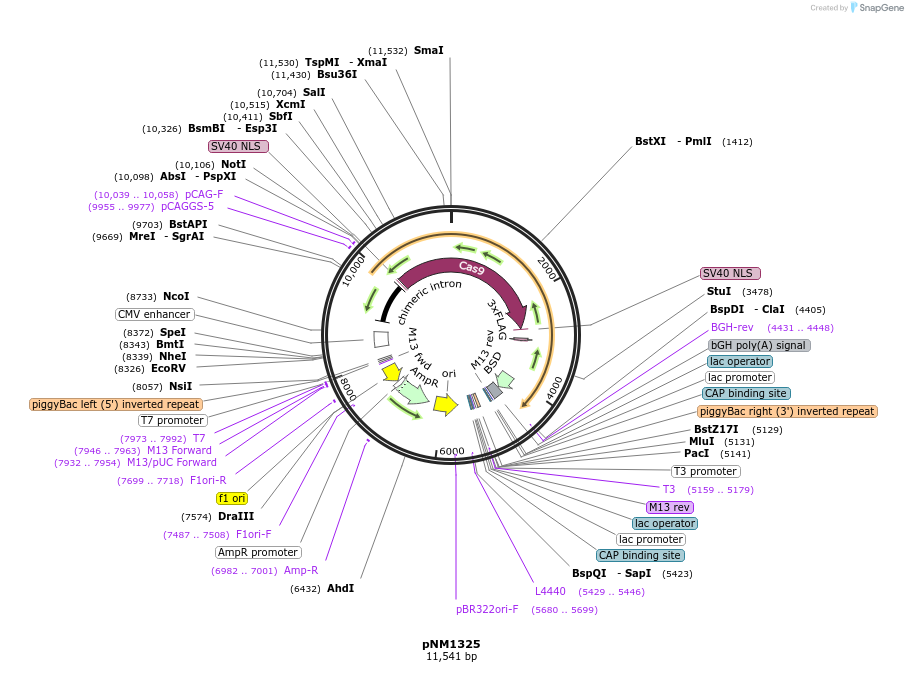 197144-plasmid-map-sequence-id-392604