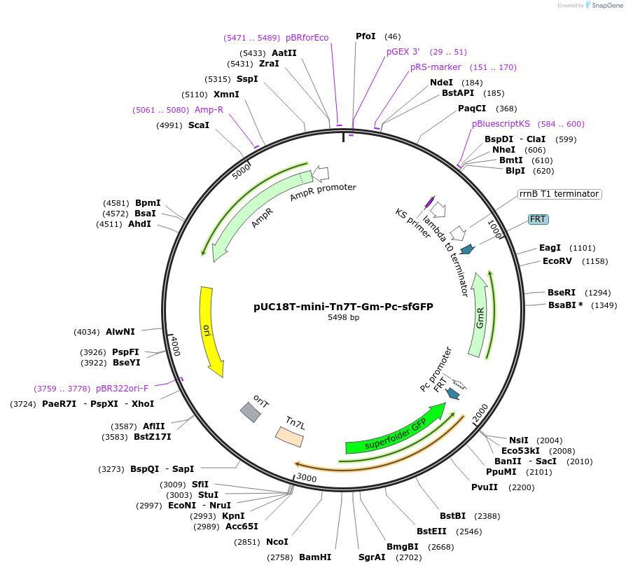 199248-plasmid-map-sequence-id-392608