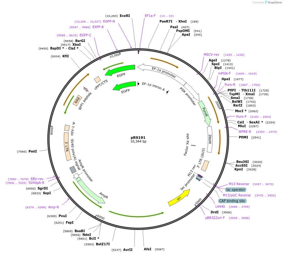 197140-plasmid-map-sequence-id-392613