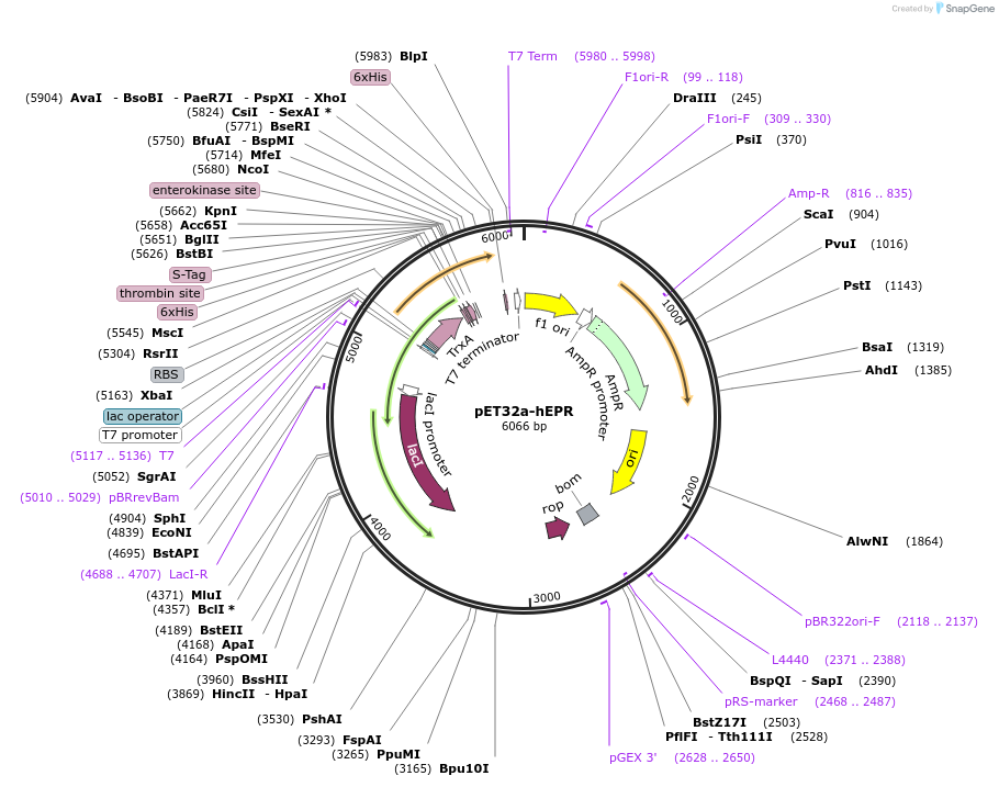 199233-plasmid-map-sequence-id-392628