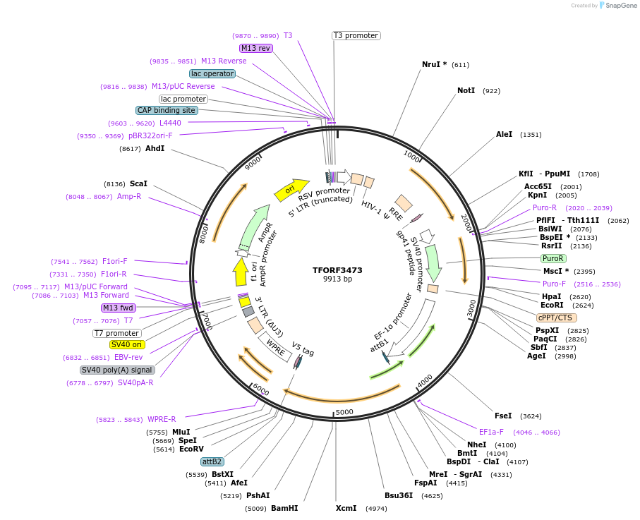 144949-plasmid-map-sequence-id-392630