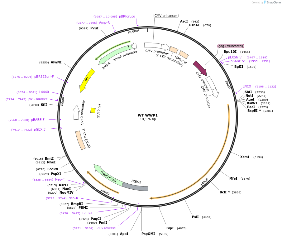 200085-plasmid-map-sequence-id-392631