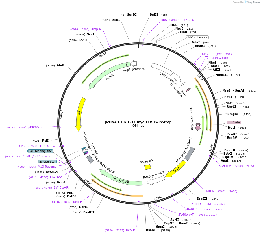 199627-plasmid-map-sequence-id-392656