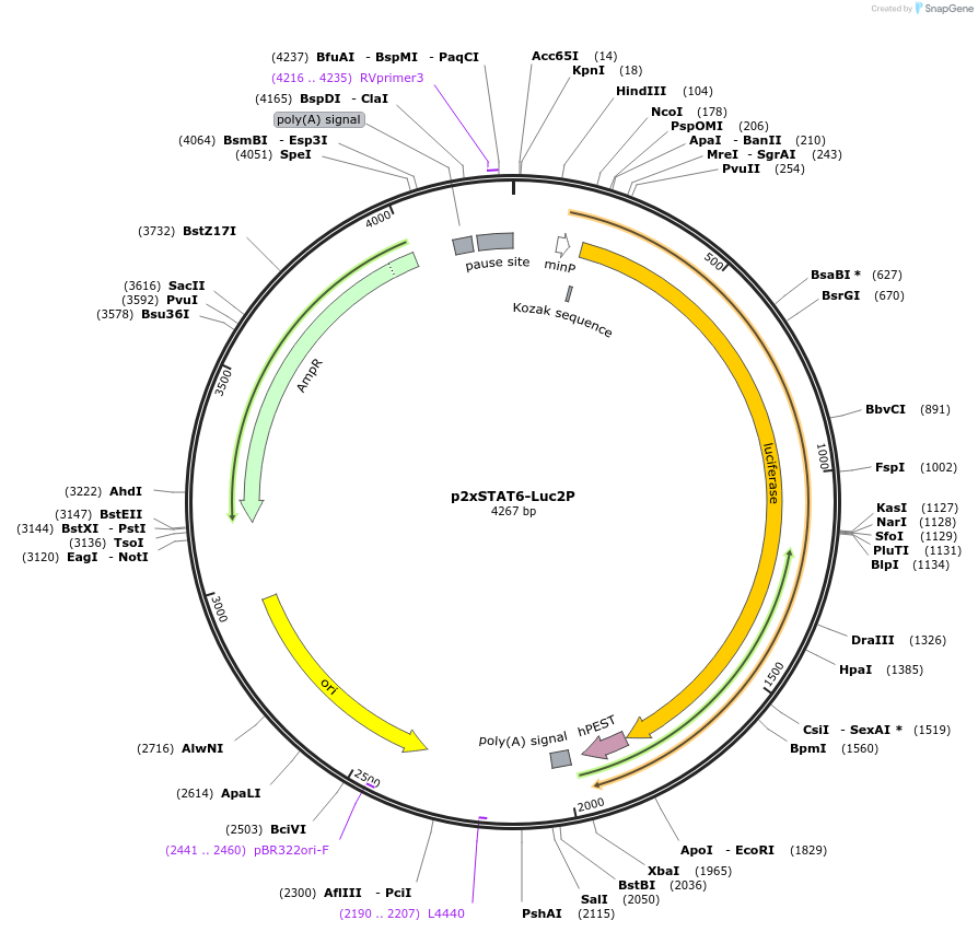 35486-plasmid-map-sequence-id-392658