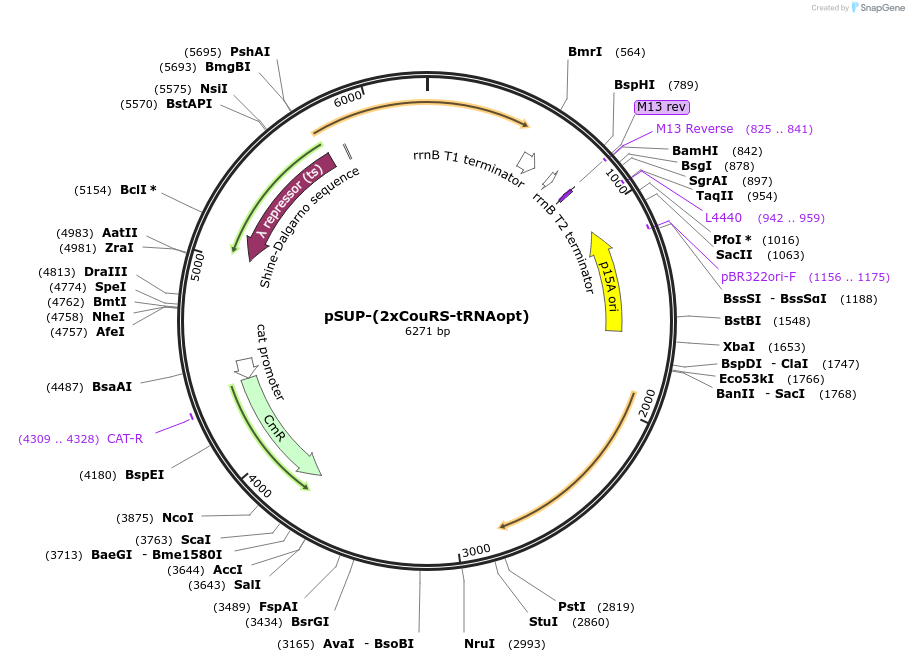 197930-plasmid-map-sequence-id-392659