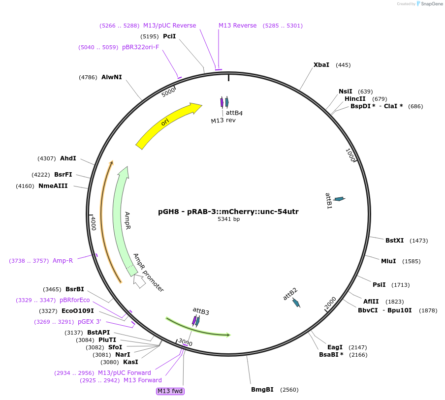 19359-plasmid-map-sequence-id-392660