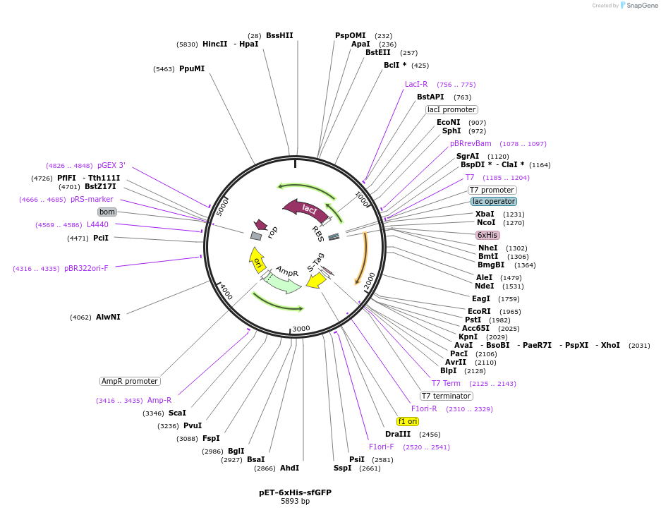 199171-plasmid-map-sequence-id-392681