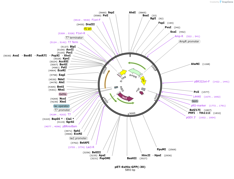 199167-plasmid-map-sequence-id-392686