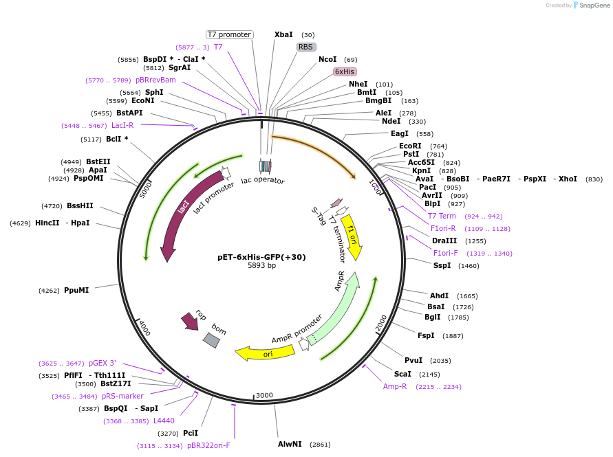 199164-plasmid-map-sequence-id-392687