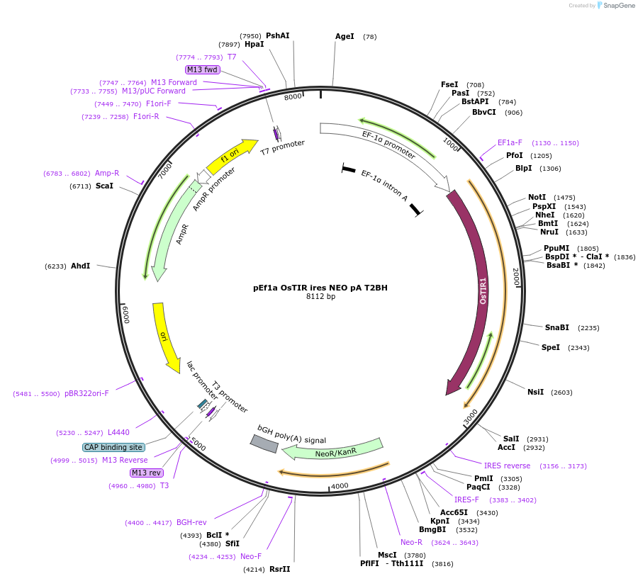 127910-plasmid-map-sequence-id-392688