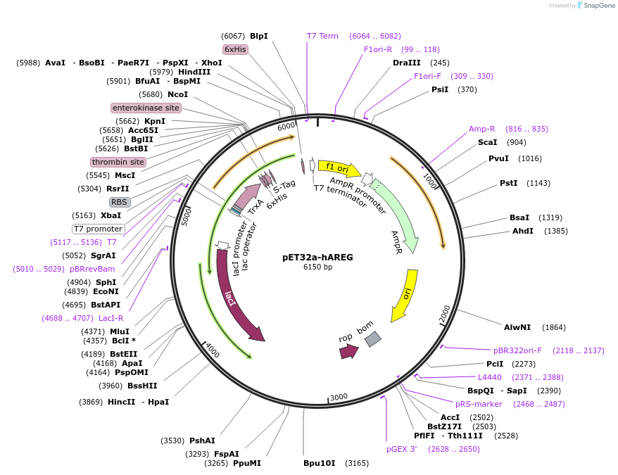 199229-plasmid-map-sequence-id-392691