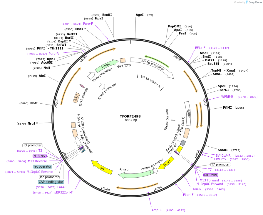 142116-plasmid-map-sequence-id-392696