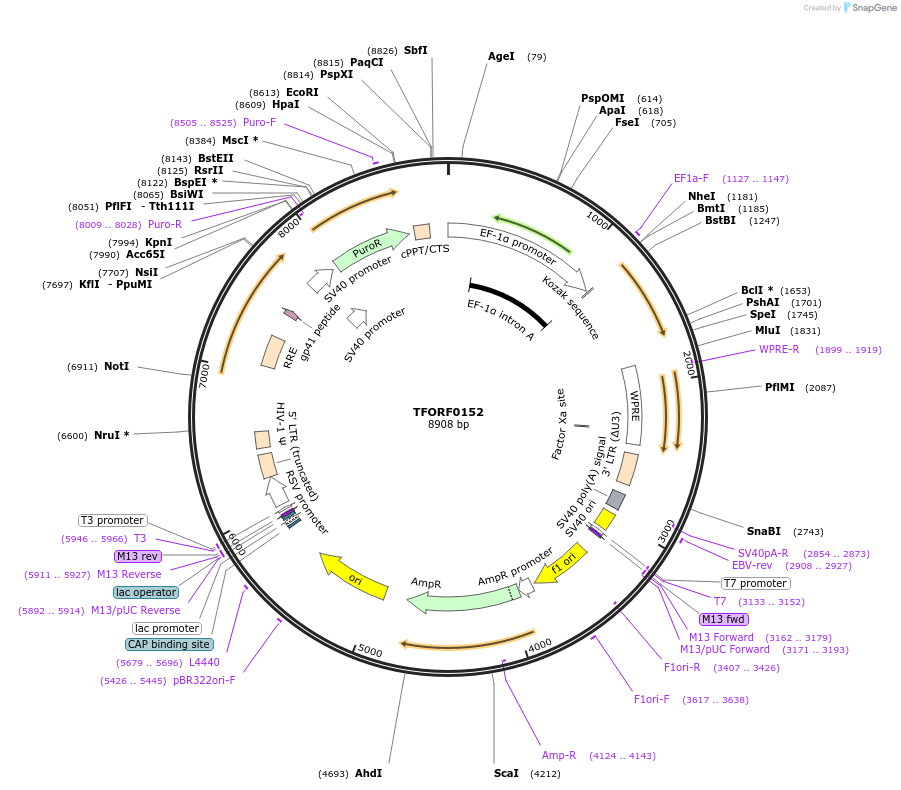 142151-plasmid-map-sequence-id-392697
