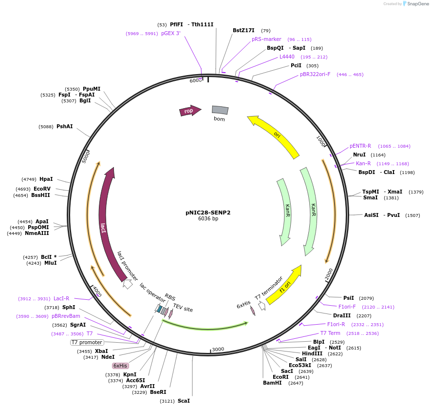 196355-plasmid-map-sequence-id-392708