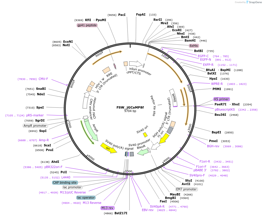 197034-plasmid-map-sequence-id-392710