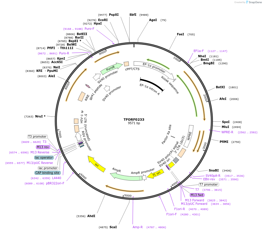 142567-plasmid-map-sequence-id-392713