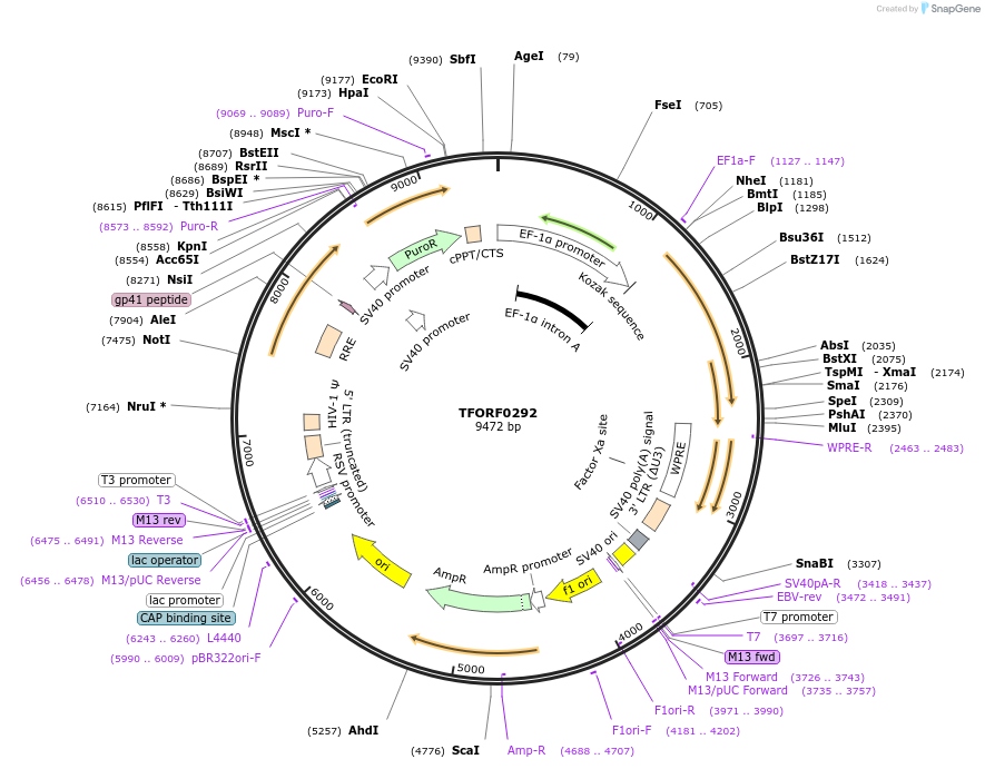142588-plasmid-map-sequence-id-392714