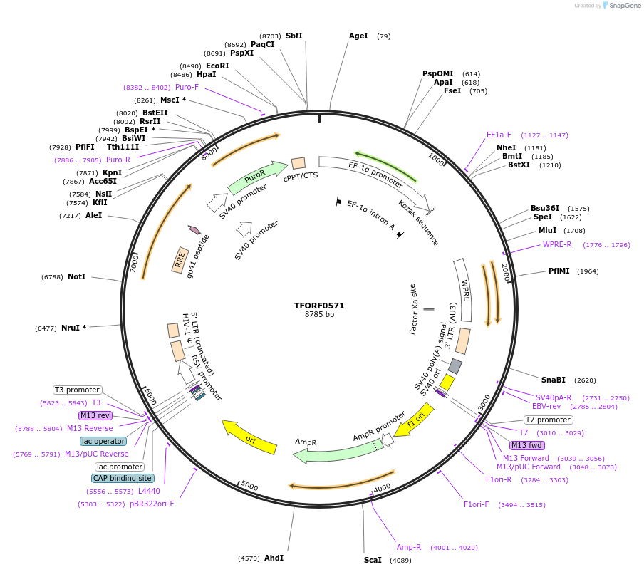 142649-plasmid-map-sequence-id-392715