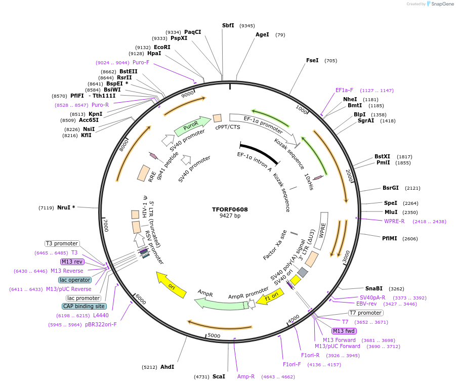 142659-plasmid-map-sequence-id-392716