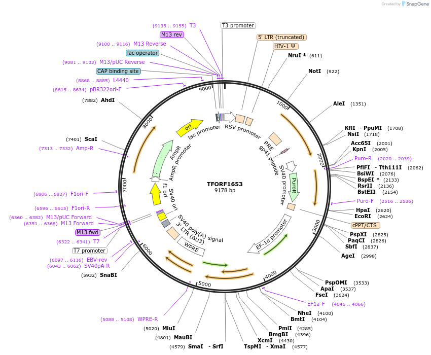 143533-plasmid-map-sequence-id-392719