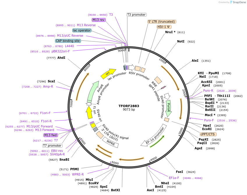 144255-plasmid-map-sequence-id-392721