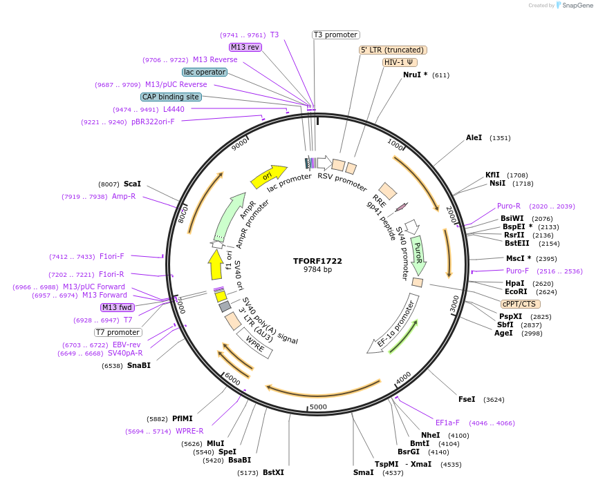144305-plasmid-map-sequence-id-392722